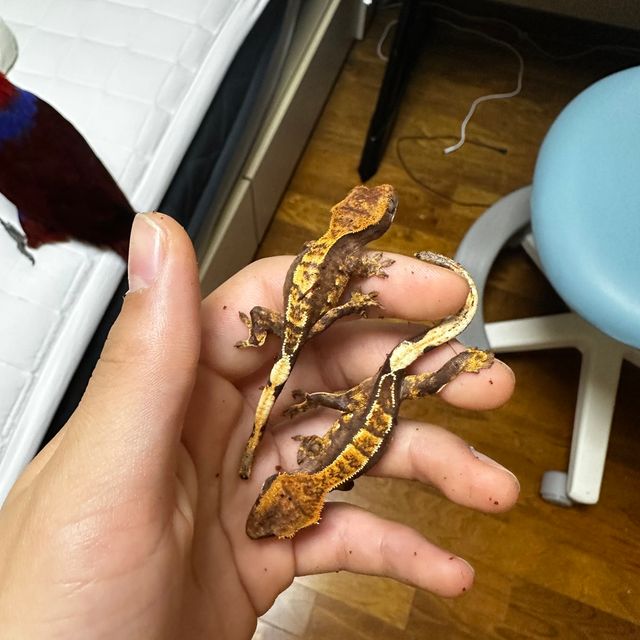 익스트림할리퀸