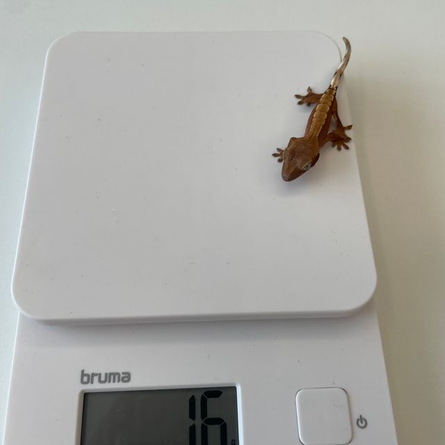 노멀 레드