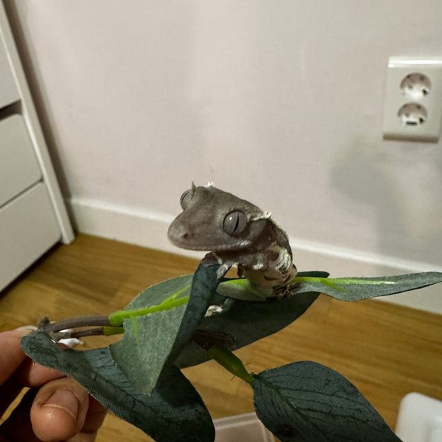 릴잔틱
