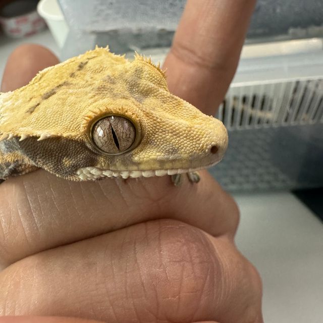 트라이 익스트림할리퀸