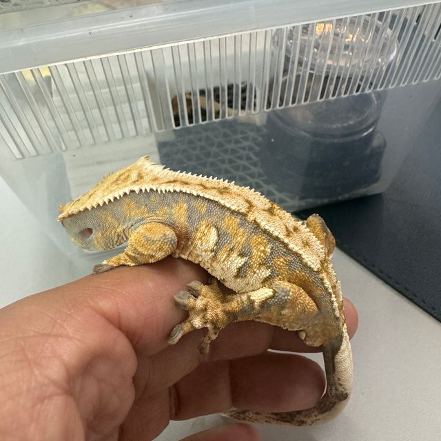 트라이 익스트림할리퀸