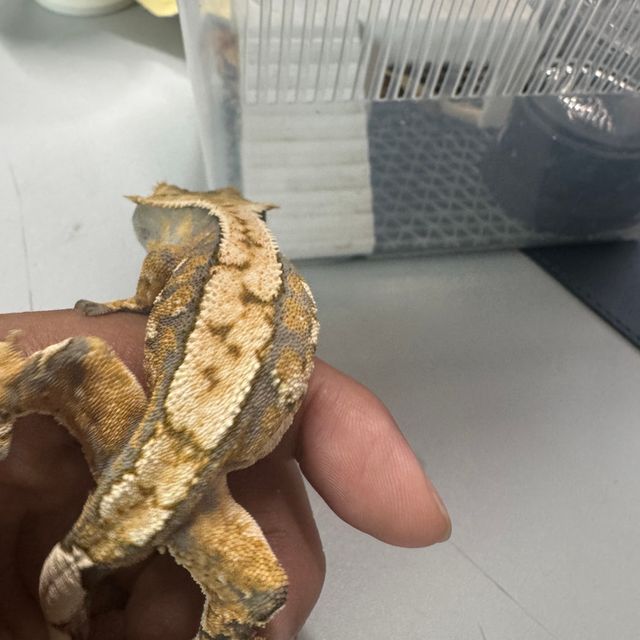 트라이 익스트림할리퀸