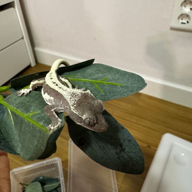 릴잔틱