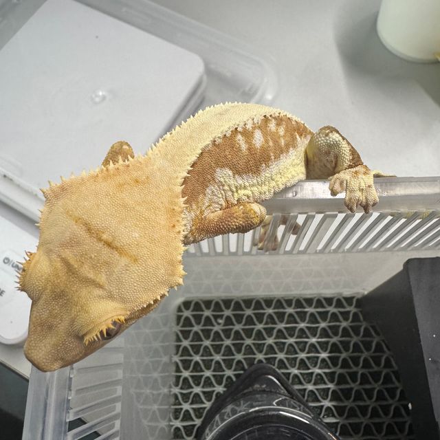 릴리화이트 크림시클