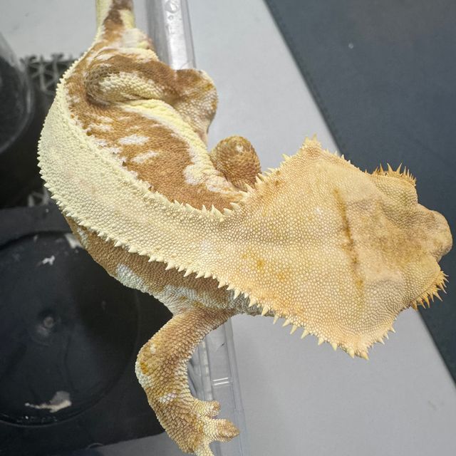 릴리화이트 크림시클