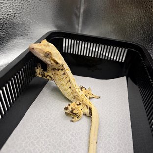 노멀 트라이 화이트스팟 드리피 풀핀 화이트핀