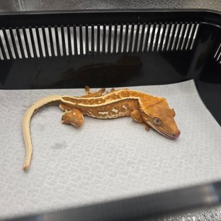 트라이 엠티백 슈퍼스트라이프 풀핀 레드 텐저린