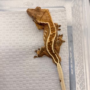 화이트핀 쿼드 슈퍼스트라이프 엠티백