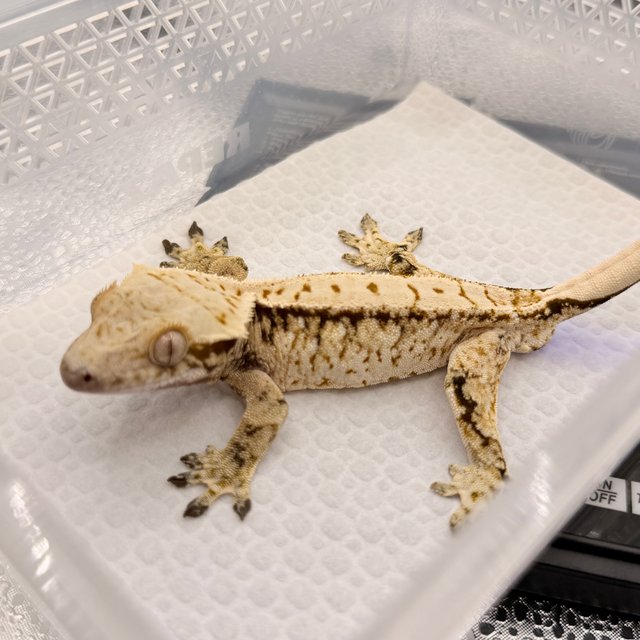 노멀 트라이 화이트스팟 풀핀