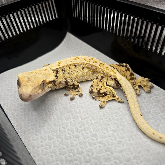 노멀 트라이 화이트스팟 드리피 풀핀 화이트핀