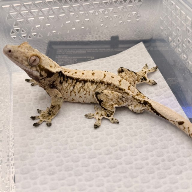 노멀 트라이 화이트스팟 풀핀