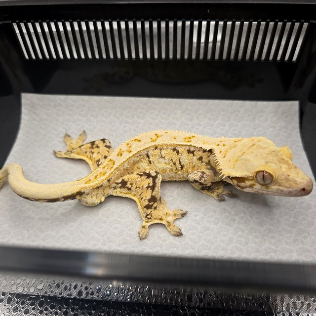 노멀 트라이 화이트스팟 드리피 풀핀 화이트핀