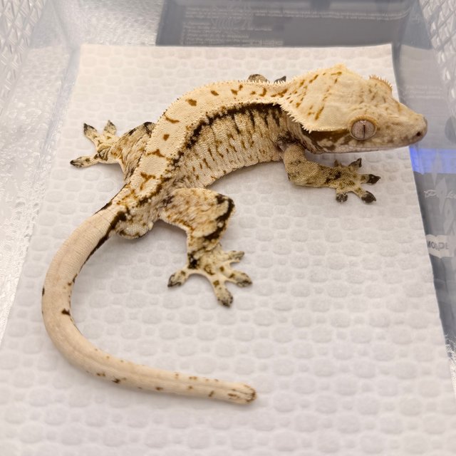 노멀 트라이 화이트스팟 풀핀