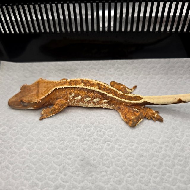 트라이 엠티백 슈퍼스트라이프 풀핀 레드 텐저린