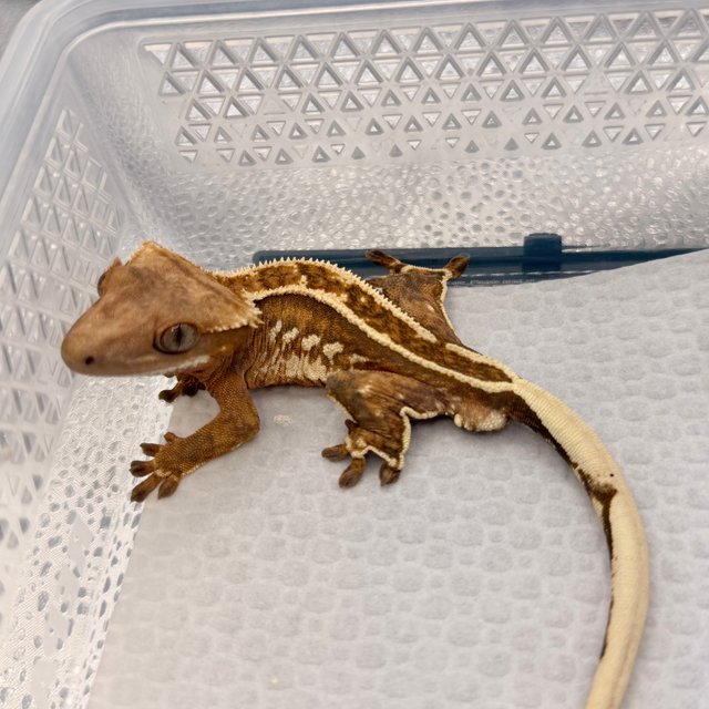 화이트핀 쿼드 슈퍼스트라이프 엠티백