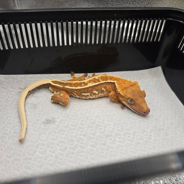 트라이 엠티백 슈퍼스트라이프 풀핀 레드 텐저린