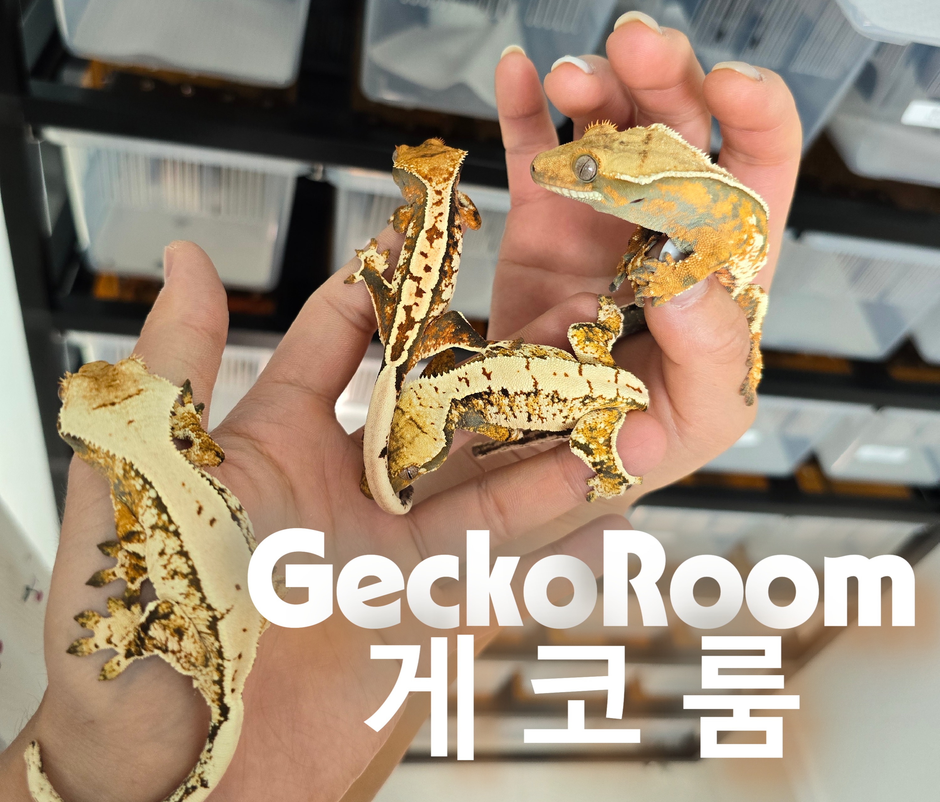 Geckoroom게코룸