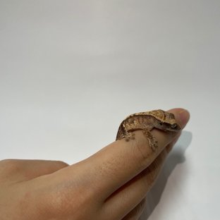 9호