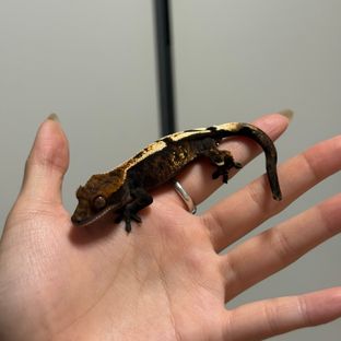 세이블