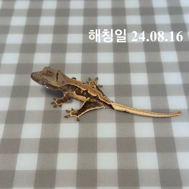 릴리화이트