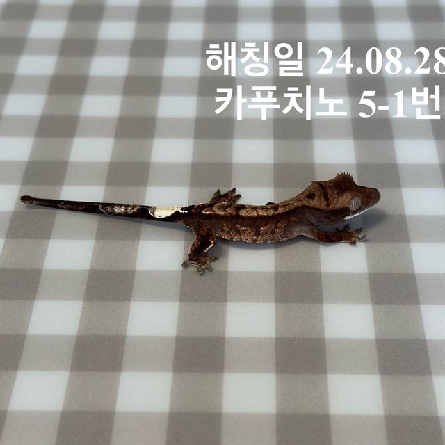 카푸치노