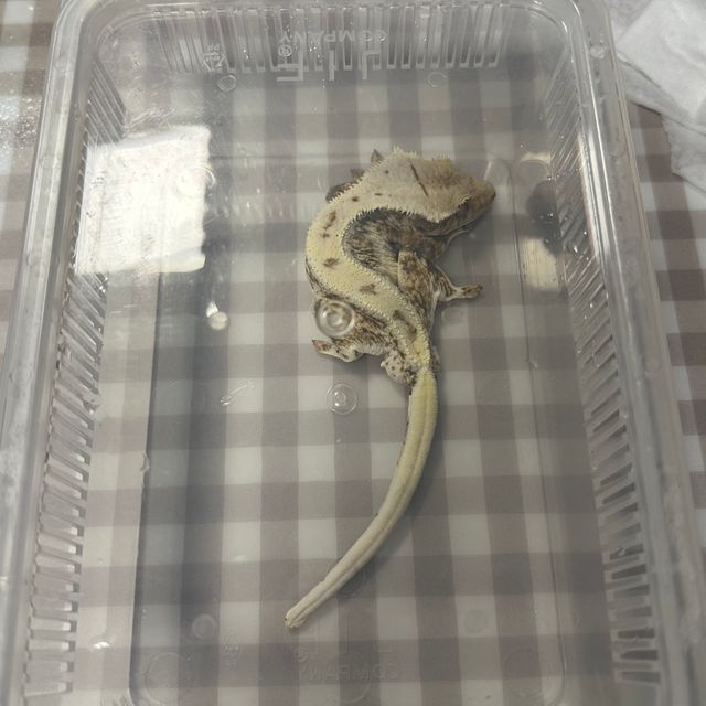트라이 릴리화이트