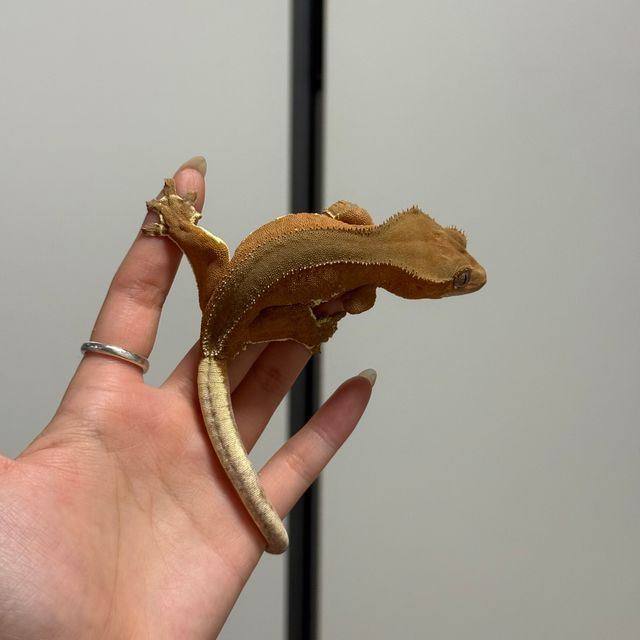 레드 바이 팬텀