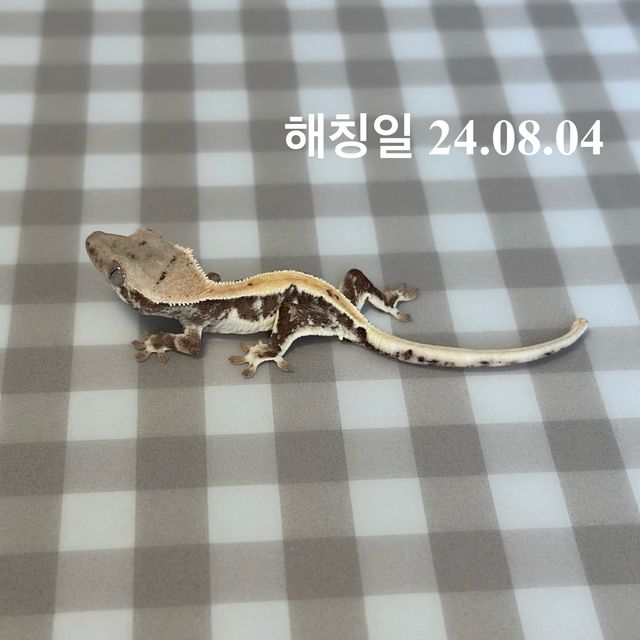 릴리화이트