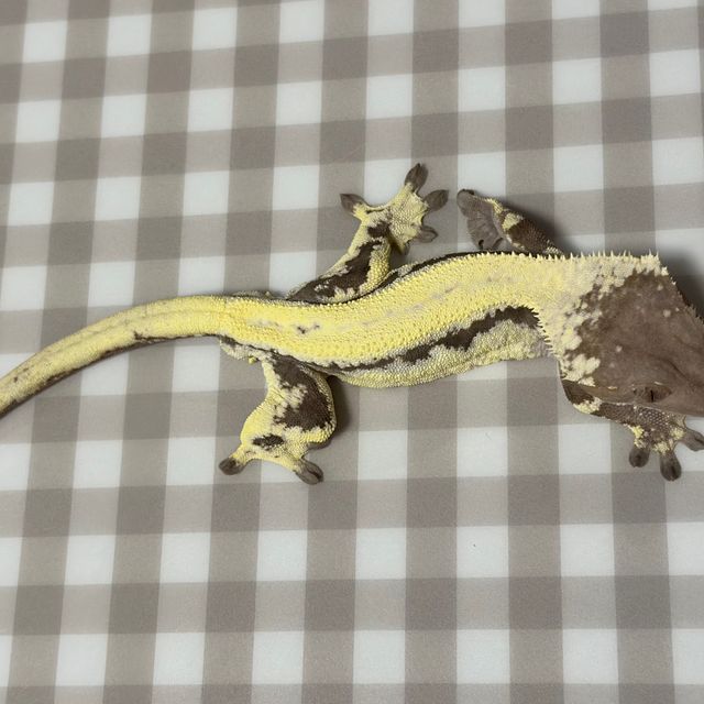 릴리 세이블