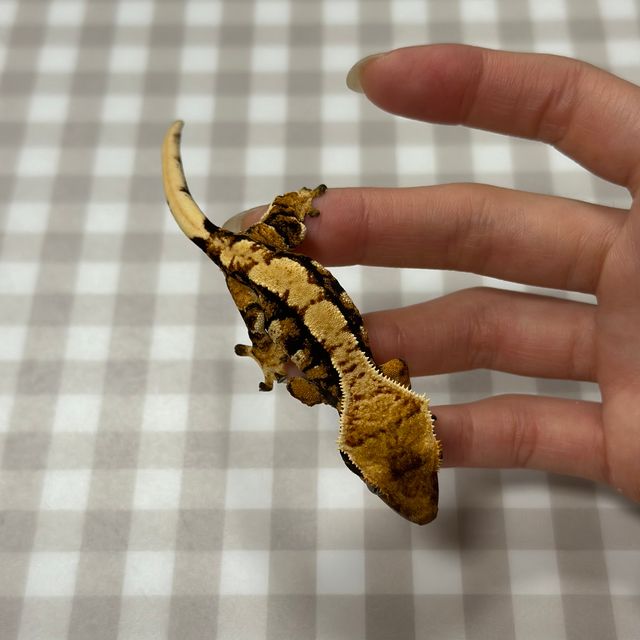 노멀 트라이 익스트림할리퀸