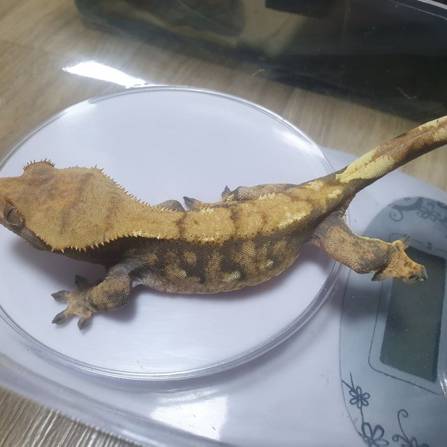 트라이 화이트포트홀