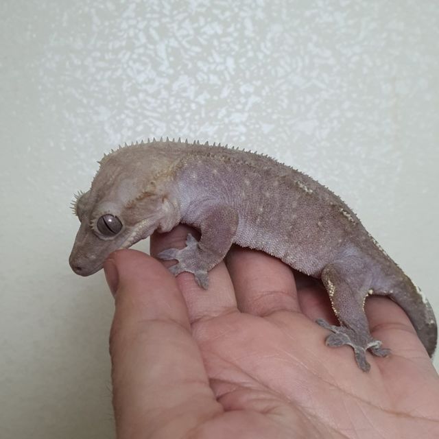 아잔틱