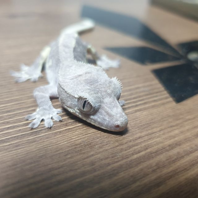 릴잔틱