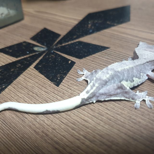 릴잔틱