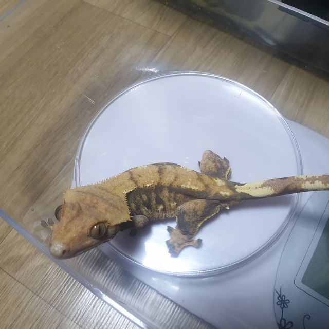 트라이 화이트포트홀