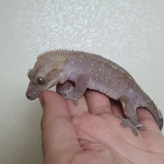 아잔틱