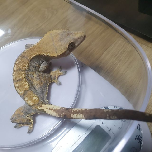 트라이 화이트포트홀