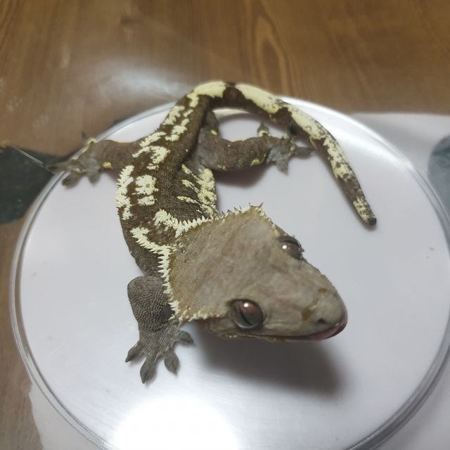 아잔틱