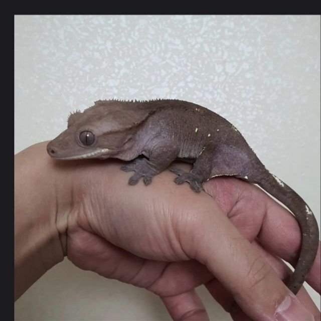 아잔틱