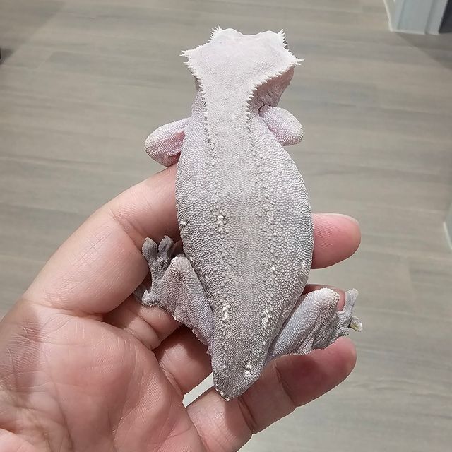 아잔틱
