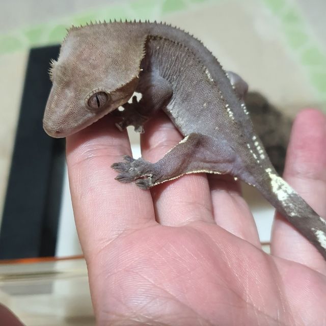 아잔틱