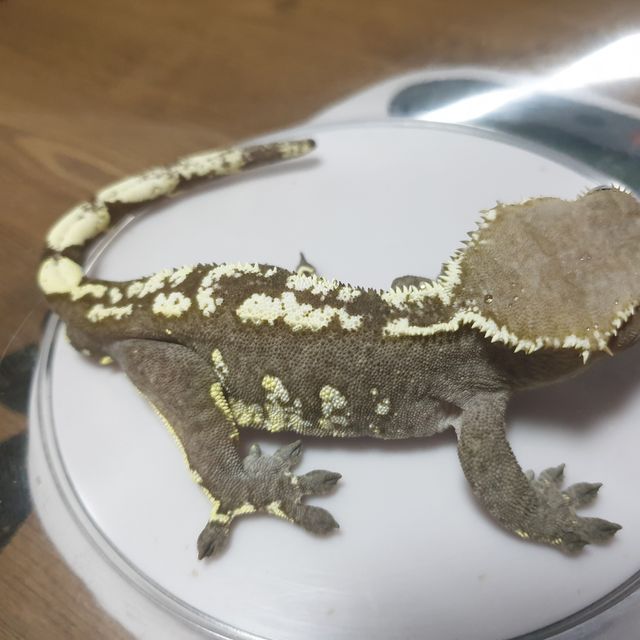 아잔틱
