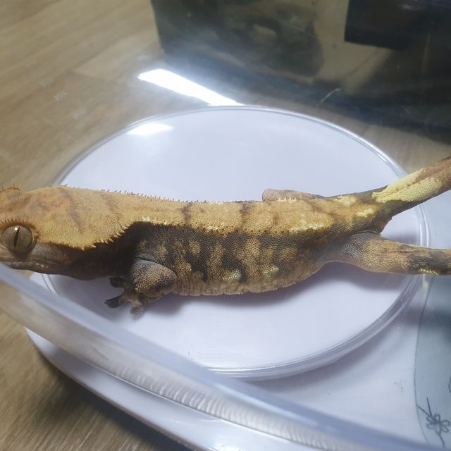 트라이 화이트포트홀