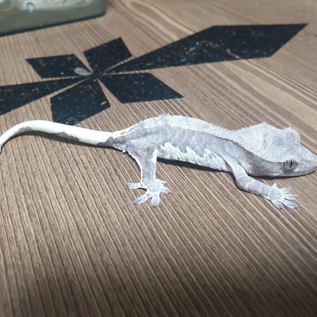 릴잔틱