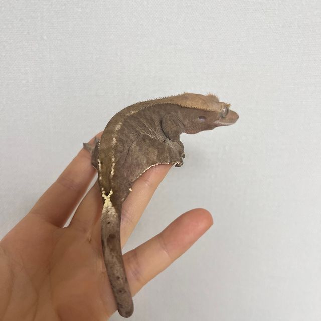 카푸치노
