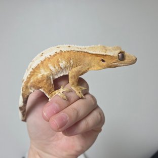 크림시클