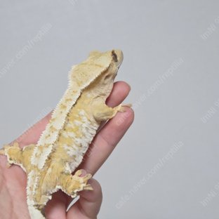 크림시클