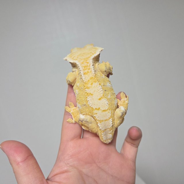 트라이 익스트림할리퀸