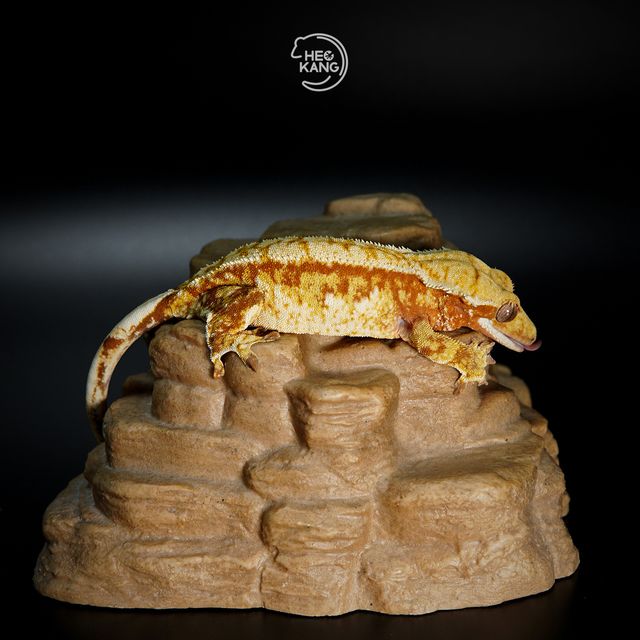 트라이 익스트림할리퀸 레드 드리피