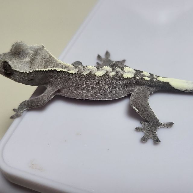 아잔틱